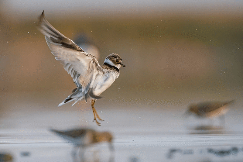 Understanding Speciering And Its Role In Modern Contexts